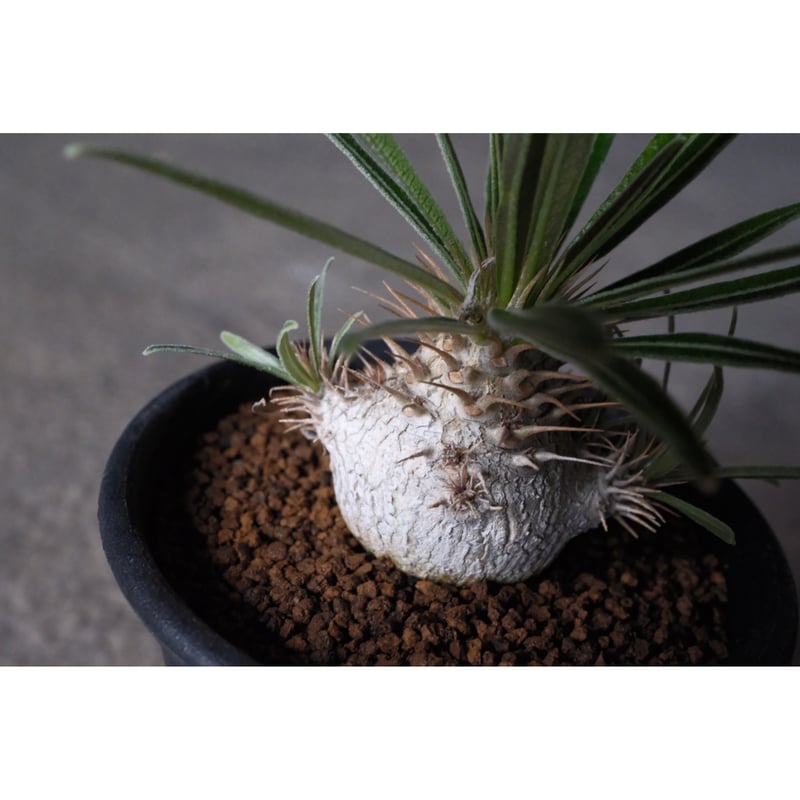 パキポディウム グラキリス 5 | Willing plant