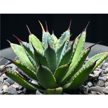 八荒雷神 | STORES