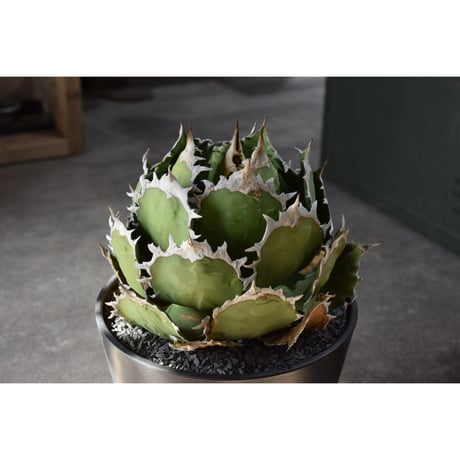 唯一無二オーロラ 耐光 耐寒あり 検(agave FO 076 くち 唯一無二オーロラ 耐光 耐寒あり 検(agave FO 076 くち