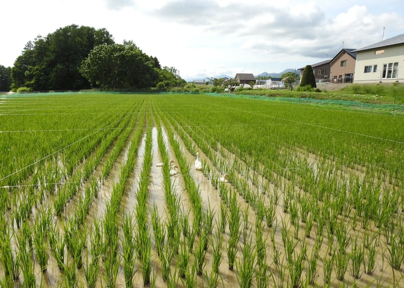 令和7年度産】【Super玄米・合鴨農法・無農薬・無化学肥料・備蓄米に