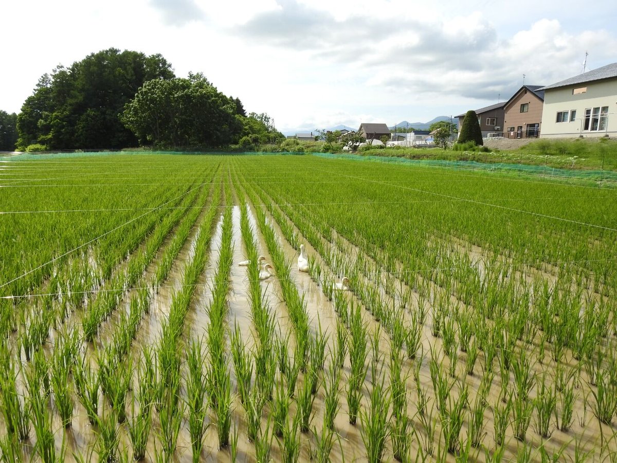 令和7年度産】【Super玄米・合鴨農法・無農薬・無化学肥料・備蓄米に