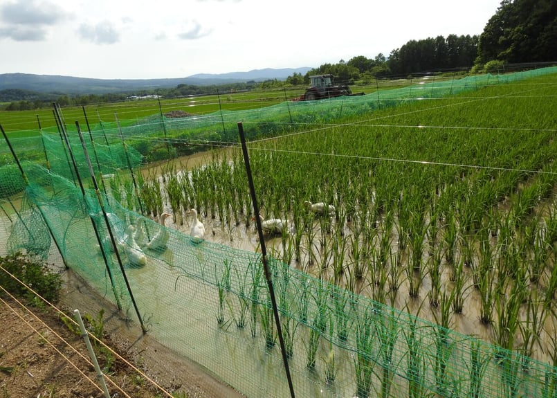 農薬化学肥料除草剤不使用 令和7年度米 愛媛県産ヒノヒカリ稲架掛け米