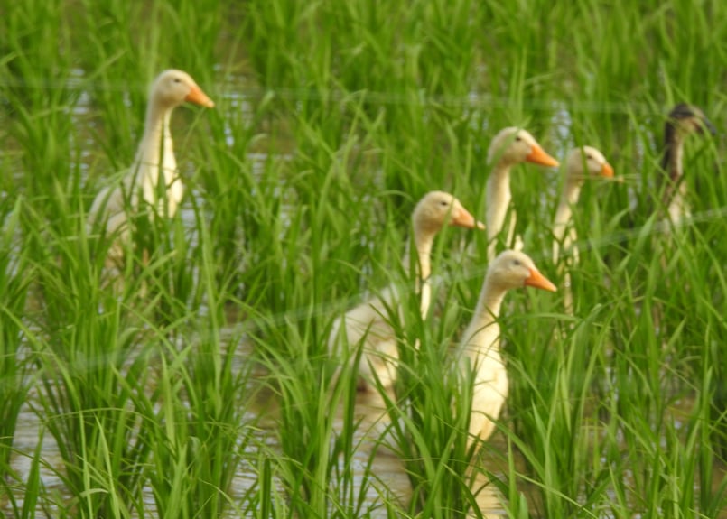 新米】 合鴨農法ななつぼし 大和黄金米 玄米 10kg 2Pack 令和7