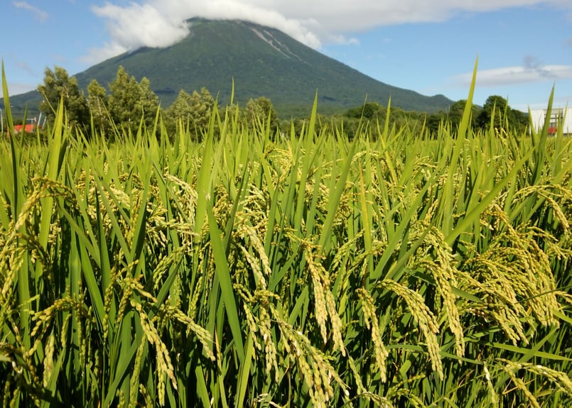 令和7年度産】【Super玄米・合鴨農法・無農薬・無化学肥料・備蓄米に