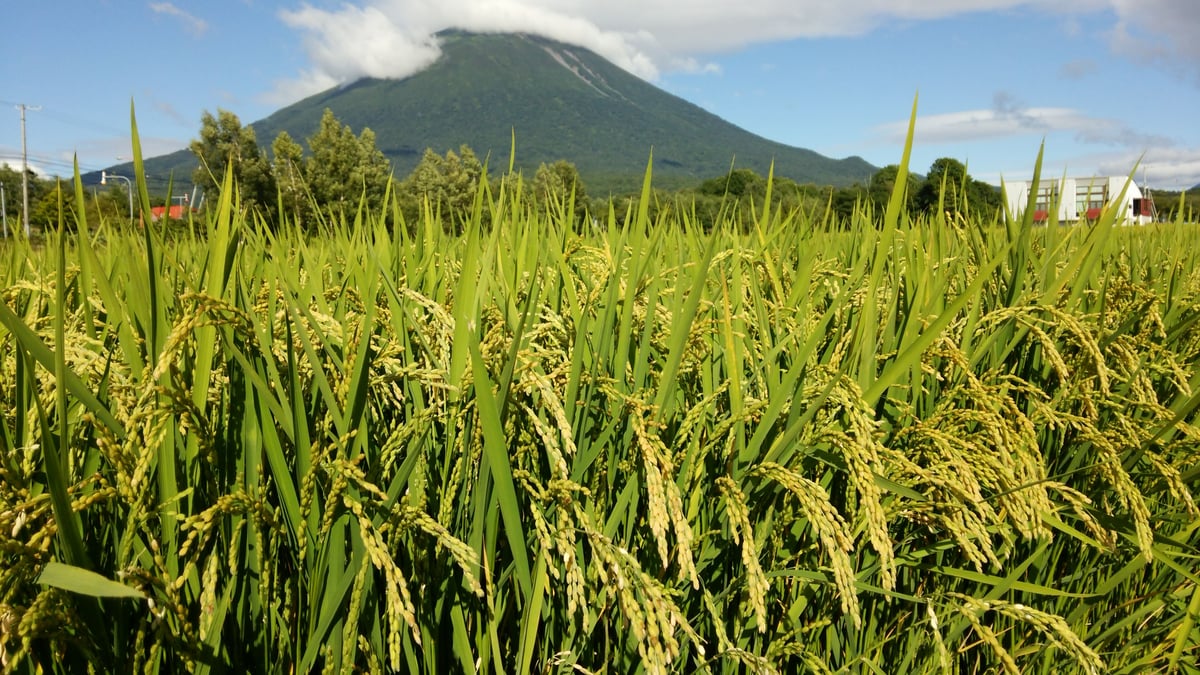 令和7年度産】【Super玄米・合鴨農法・無農薬・無化学肥料・備蓄米に