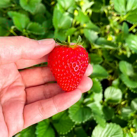 【4月28日週発送分 予約販売】季節のケーキ エクレア 4個入（簡易包装）