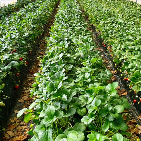 【4月28日週発送分 予約販売】季節のケーキ エクレア 4個入（簡易包装）