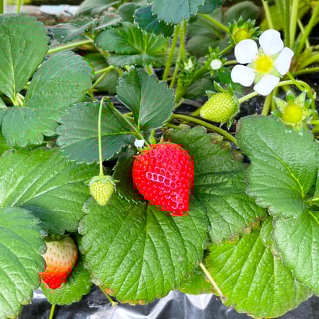 【4月28日週発送分 予約販売】季節のケーキ エクレア 4個入（簡易包装）