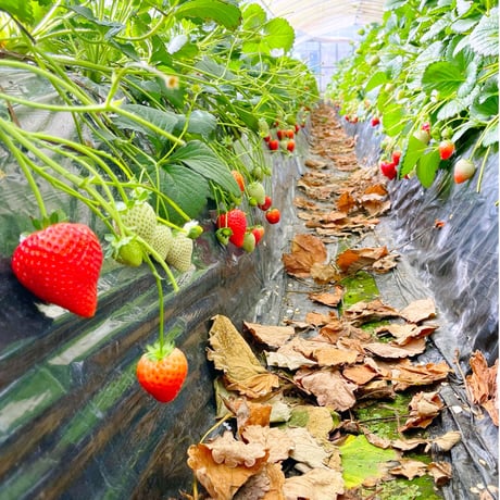 【4月28日週発送分 予約販売】季節のケーキ エクレア 4個入（簡易包装）