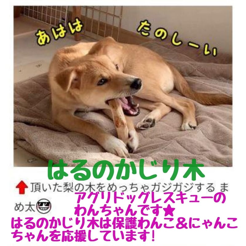 に.犬用おもちゃ、超小型犬国産枝おもちゃ、歯固め、かじり木梨の木