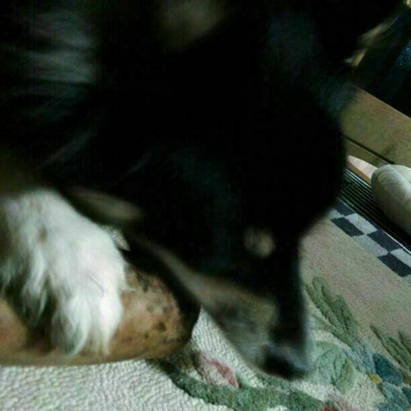 ☆221.犬用国産梨の木、枝、おもちゃ超小型犬向け？歯固め、かじり木