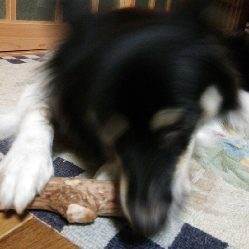 407.犬のおもちゃ犬用、かじり木梨の木、あまがみ対策、歯固め、超小型
