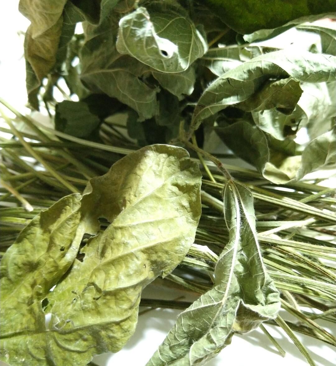 野趣菜園様　えだまめの葉 エダマメ 黒五葉｜種（タネ）,球根,苗,資材,ガーデニンググッズ