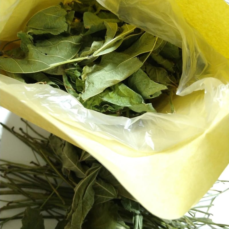 65g.完全無農薬家庭菜園、枝豆の茎と葉っぱセット♬乾燥小枝デグー