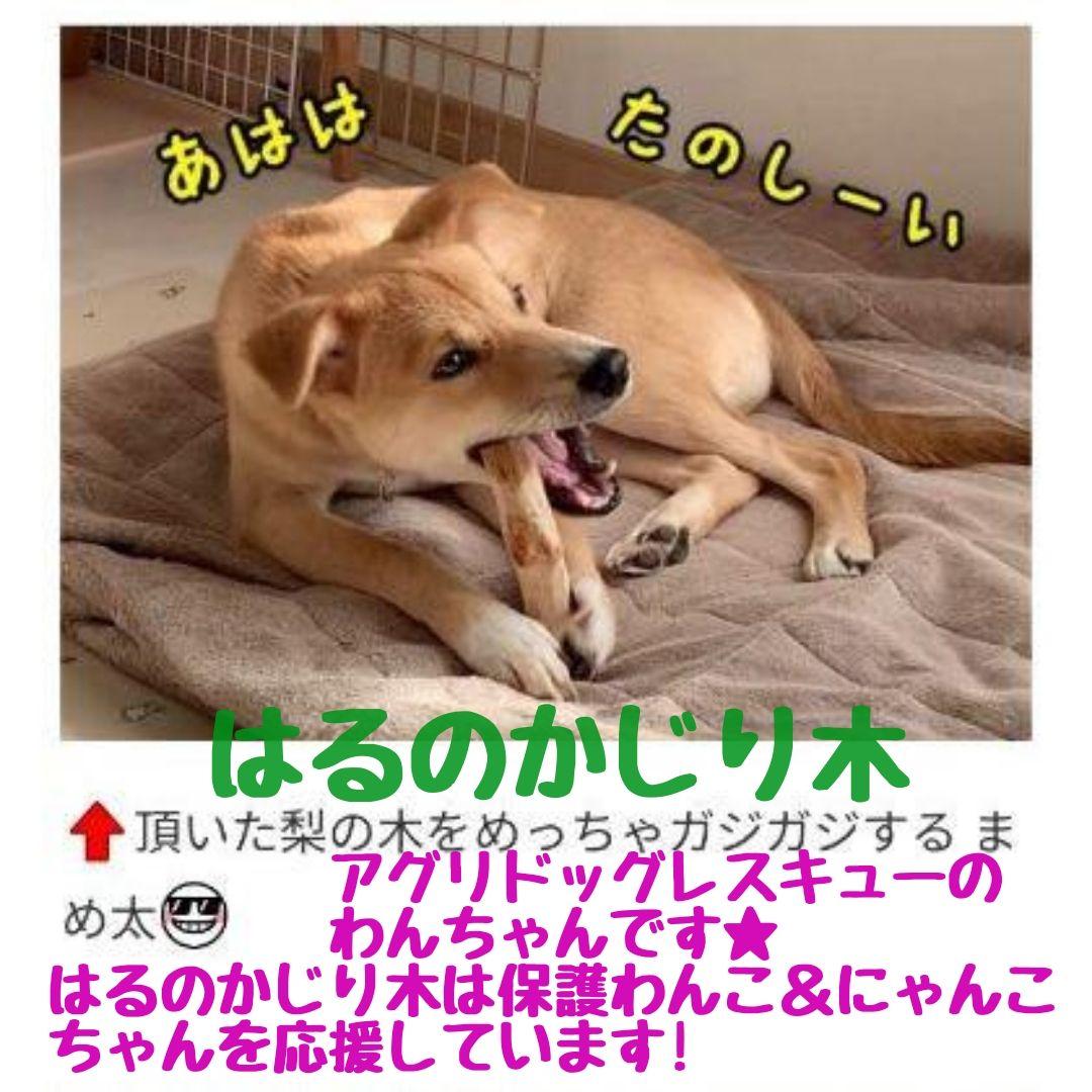 398.犬のおもちゃ犬用、かじり木梨の木、あまがみ対策、歯固め、小型犬