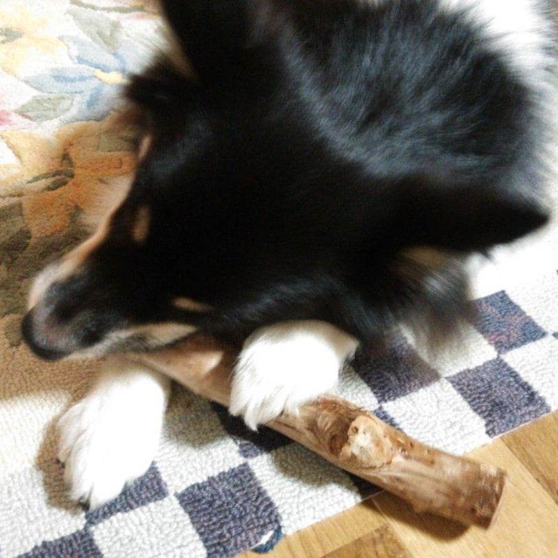 398.犬のおもちゃ犬用、かじり木梨の木、あまがみ対策、歯固め、小型犬