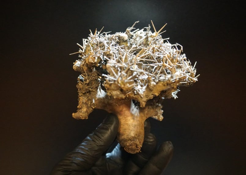 オトンナ ユーフォルビオイデス 黒鬼城 othonna euphorbioides 1