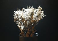 オトンナ  ユーフォルビオイデス  黒鬼城  othonna euphorbioides  5