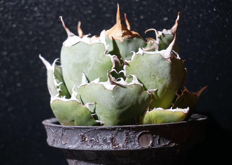 アガベ チタノタ 白鯨 agave titanota 2 | BLACK PLANTS