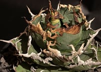 アガベ チタノタ agave titanota ″大白鯊″ 子株 | BLACK PLANTS
