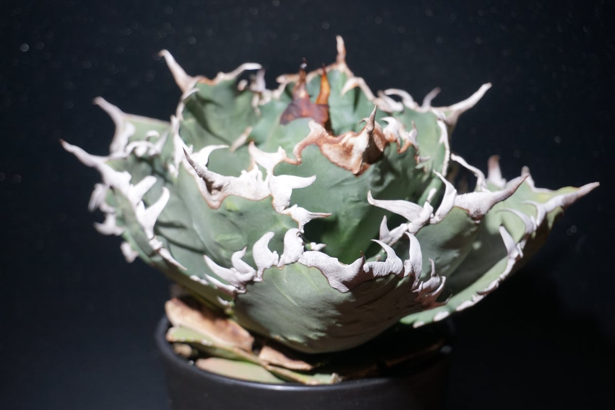アガベ チタノタ 狂刺夕映 agave titanota 1 | BLACK PLANTS