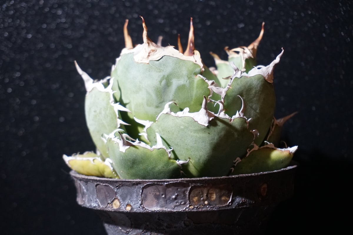 アガベ チタノタ 白鯨 agave titanota 2 | BLACK PLANTS