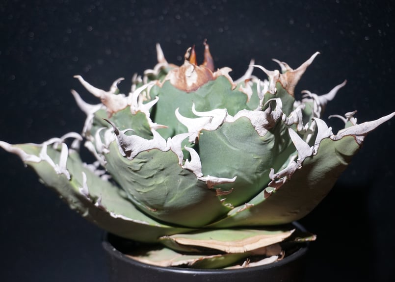 アガベ チタノタ 狂刺夕映 agave titanota 1 | BLACK PLANTS