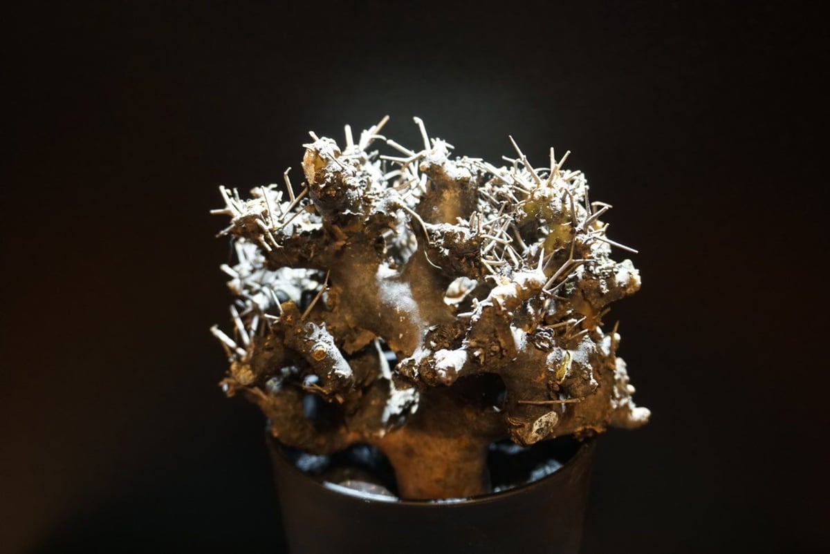 オトンナ ユーフォルビオイデス 黒鬼城 othonna euphorbioides 1