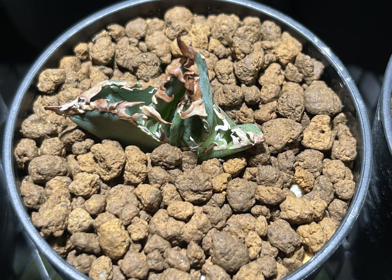 アガベ チタノタ agave titanota 金剛⑥ 子株 中国株 | BLACK PLANTS