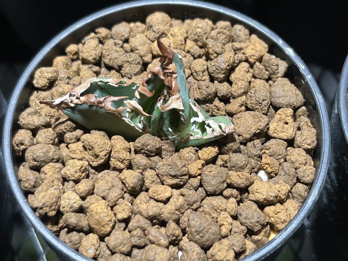 アガベ チタノタ agave titanota 金剛⑥ 子株 中国株 | BLACK PLANTS