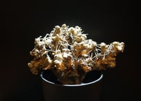 オトンナ  ユーフォルビオイデス  黒鬼城  othonna euphorbioides  14