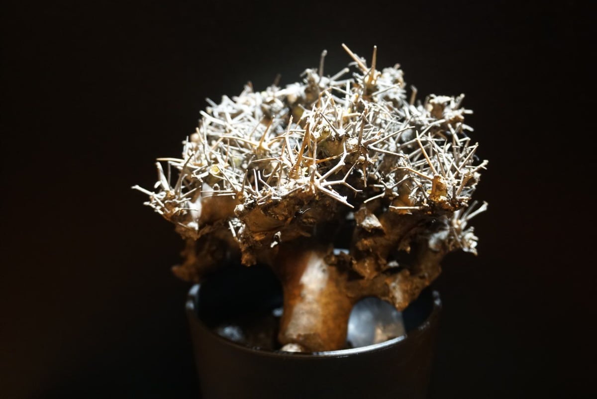 オトンナ ユーフォルビオイデス 黒鬼城 othonna euphorbioides 1