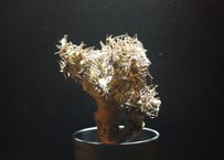 オトンナ  ユーフォルビオイデス  黒鬼城  othonna euphorbioides  4