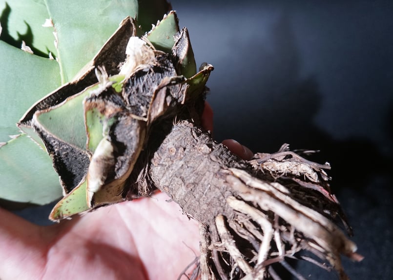 アガベ チタノタ 狂刺夕映 agave titanota 1 | BLACK PLANTS