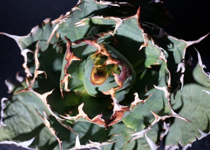 アガベ チタノタ 狂刺夕映 agave titanota 2 | BLACK PLANTS
