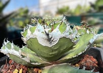 アガベ チタノタ agave titanota ″大白鯊″ 子株 | BLACK PLANTS