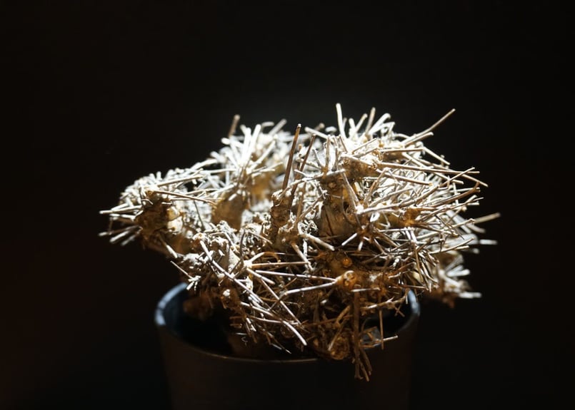 オトンナ ユーフォルビオイデス 黒鬼城 othonna euphorbioides 2