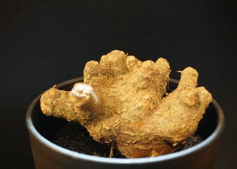 チレコドン  ペアルソニー  白象  tylecodon pearsonii  13