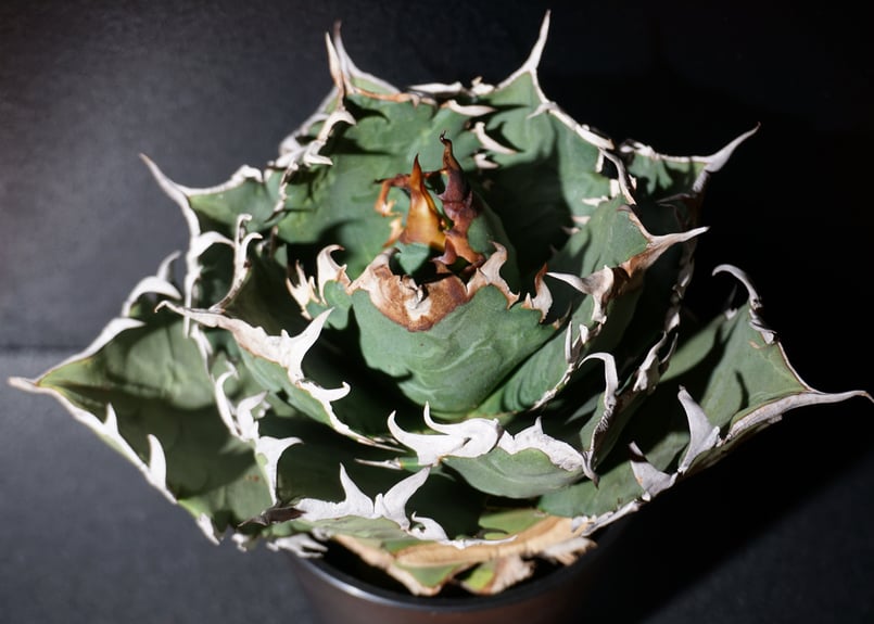 アガベ チタノタ 狂刺夕映 agave titanota 1 | BLACK PLANTS