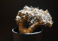 オトンナ  ユーフォルビオイデス  黒鬼城  othonna euphorbioides  17