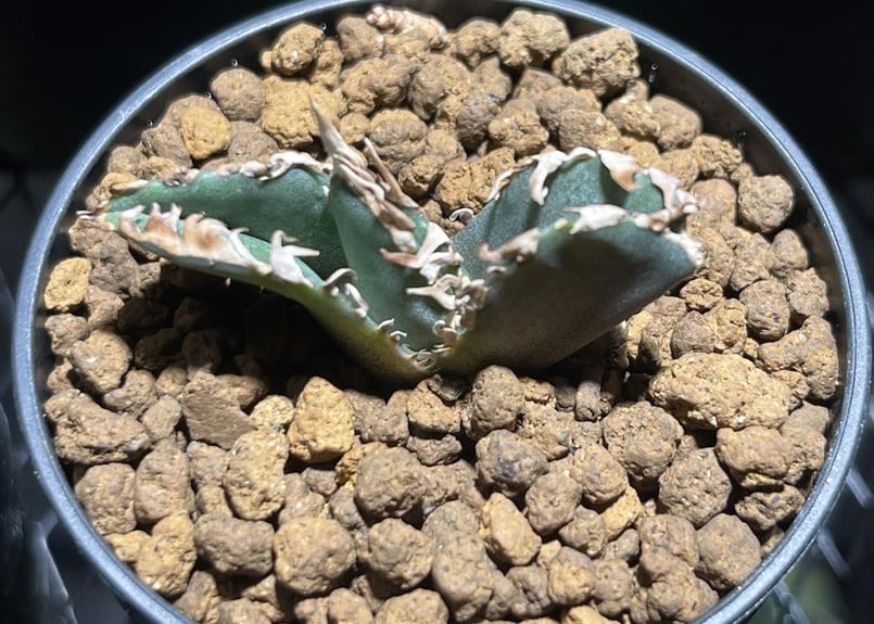 アガベ 金剛中株 one アガベ チタノタ 金剛2株セット！【強鋸歯