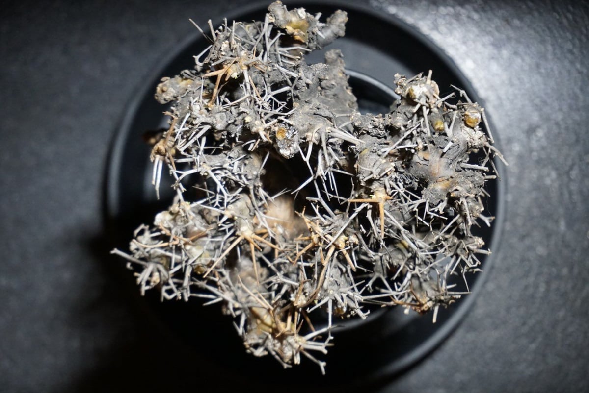 オトンナ ユーフォルビオイデス 黒鬼城 othonna euphorbioides 1