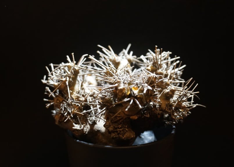 オトンナ ユーフォルビオイデス 黒鬼城 othonna euphorbioides 2