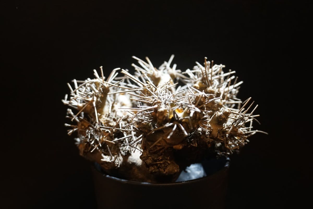 オトンナ ユーフォルビオイデス 黒鬼城 othonna euphorbioides 2