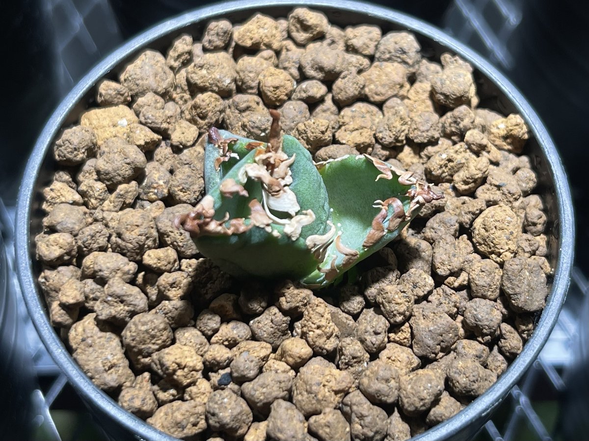 アガベ チタノタ スペインSP 子株 agave titanota アガベ オテロイ