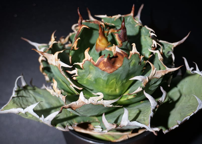 アガベ チタノタ 狂刺夕映 agave titanota 2 | BLACK PLANTS
