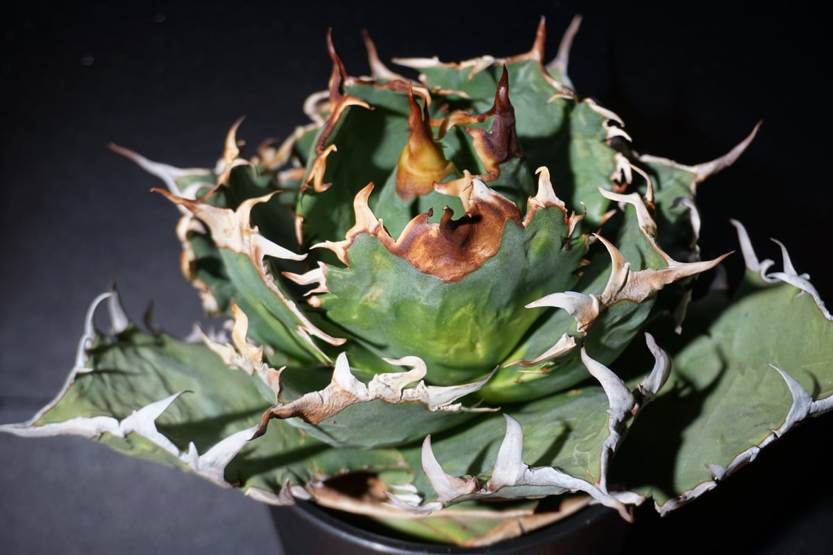 アガベ チタノタ 狂刺夕映 agave titanota 2 | BLACK PLANTS