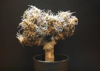 オトンナ  ユーフォルビオイデス  黒鬼城  othonna euphorbioides  1