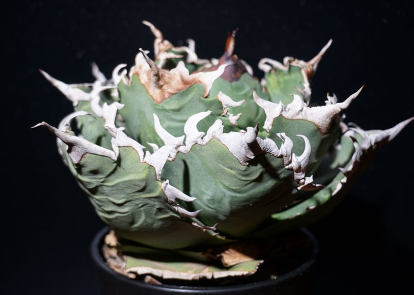 アガベ チタノタ 狂刺夕映 agave titanota 1 | BLACK PLANTS