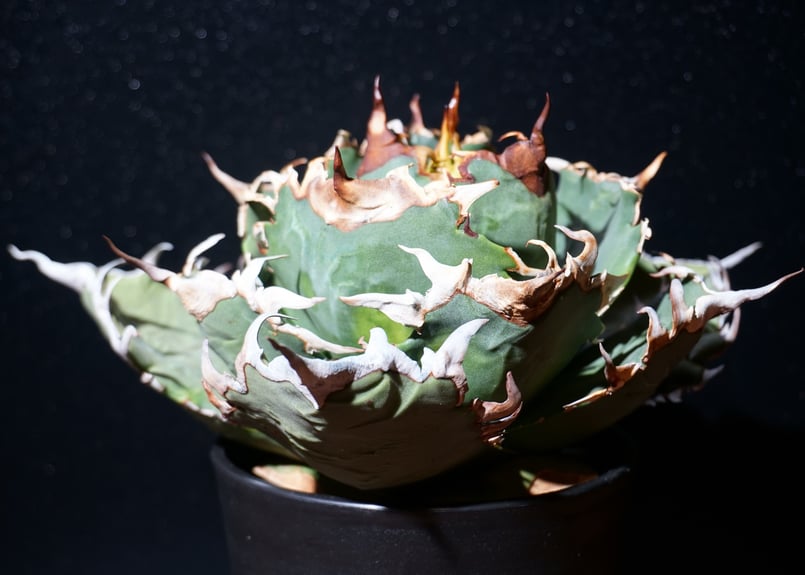 アガベ チタノタ 狂刺夕映 agave titanota 2 | BLACK PLANTS